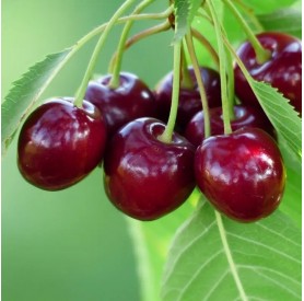 Prunus avium 'Bigareau burlat' - Cseresznye