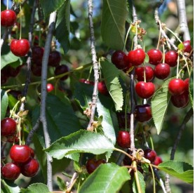 Prunus cerasus 'Érdi jubileum' - Meggy