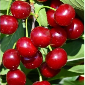 Prunus cerasus 'Debreceni bőtermő' - Meggy