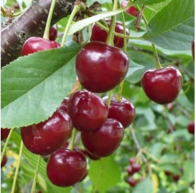 Prunus cerasus 'Meteor korai' - Meggy