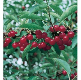 Prunus cerasus 'Újfehértói fürtös' - Meggy