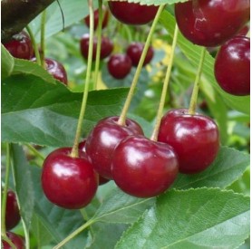 Prunus cerasus 'Érdi bőtermő' - Meggy