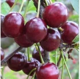 Prunus cerasus 'Feketics' - Meggy