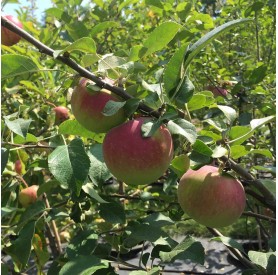 Malus domestica 'Freedom' - Alma