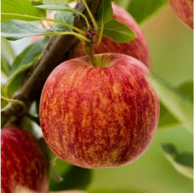 Malus domestica 'Gála' - Alma