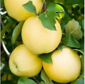 Malus domestica 'Golden delicious' - Alma