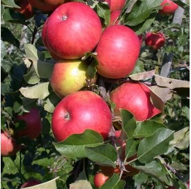 Malus domestica 'Idared' - Alma