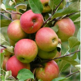 Malus domestica 'Jonagold' - Alma