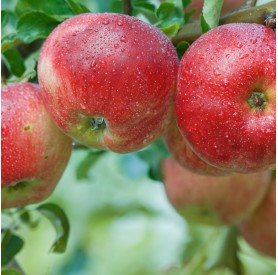 Malus domestica 'Summerred' - Alma