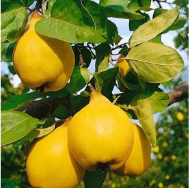 Cydonia oblonga 'Bereczki' - Birs