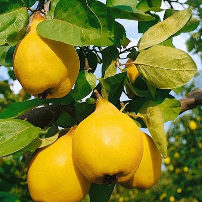 Cydonia oblonga 'Bereczki' - Birs