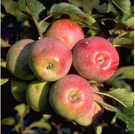 Malus domestica 'Florina' - Alma