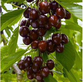 Prunus avium 'Kordia' - Cseresznye