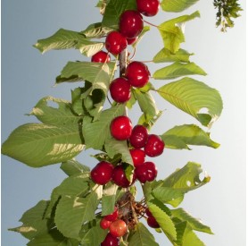 Prunus avium 'Margit' - Cseresznye