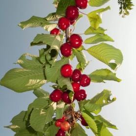 Prunus avium 'Margit' - Cseresznye Prunus avium 'Margit' - Cseresznye