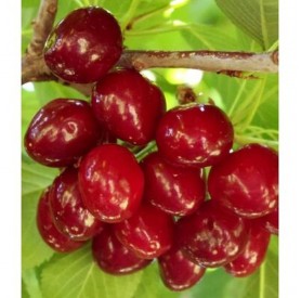 Prunus avium 'Sunburst' - Cseresznye