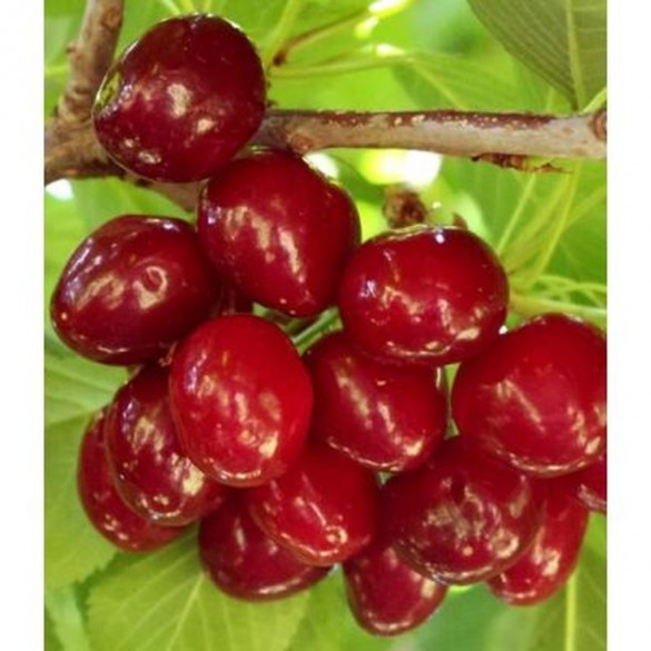 Prunus avium 'Sunburst' - Cseresznye Prunus avium 'Sunburst' - Cseresznye