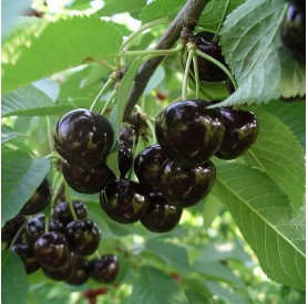 Prunus avium 'Szomolyai fekete' - Cseresznye