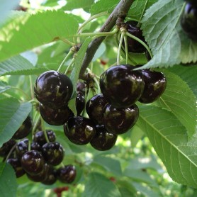 Prunus avium 'Szomolyai fekete' - Cseresznye Prunus avium 'Szomolyai fekete' - Cseresznye