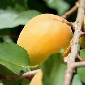 Prunus armeniaca 'Ananász' - Kajszi