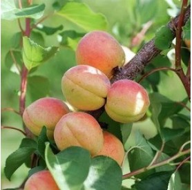 Prunus armeniaca 'Budapest' - Kajszi