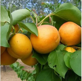 Prunus armeniaca 'Ceglédi arany' - Kajszi