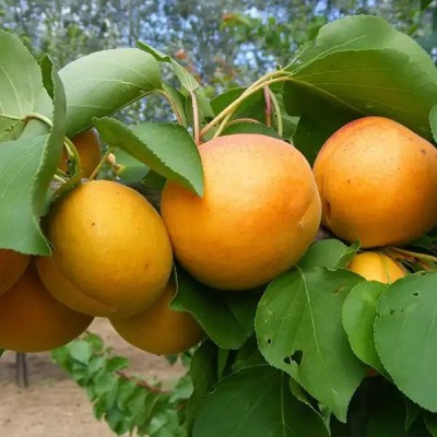 Prunus armeniaca 'Ceglédi arany' - Kajszi