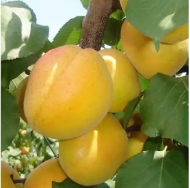 Prunus armeniaca 'Ceglédi kedves' - Kajszi