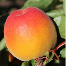 Prunus armeniaca 'Kioto' - Kajszi