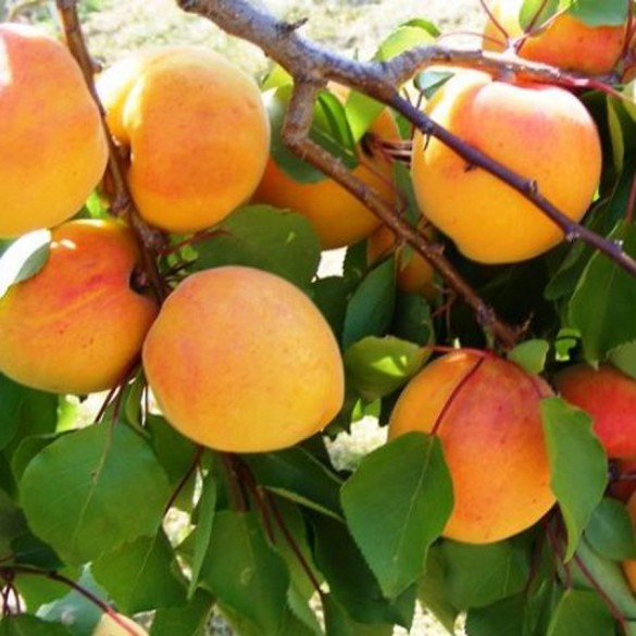 Prunus armeniaca 'Pannónia' - Kajszi