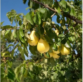 Pyrus communis 'Árpával érő' - Körte