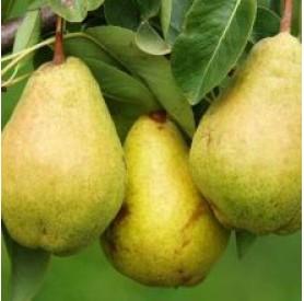 Pyrus communis 'Júliusi eperes' - Körte