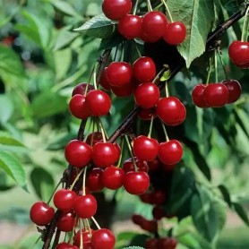 Prunus cerasus 'Cigány 59' - Meggy