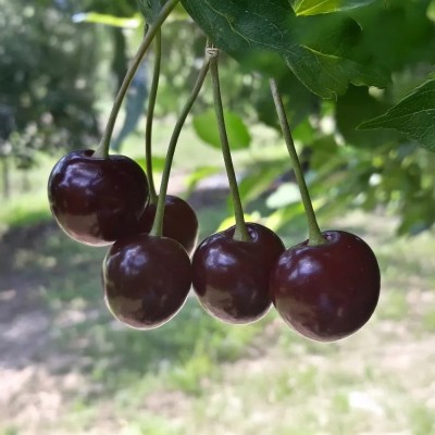 Prunus cerasus 'Csengődi' - Meggy