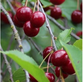 Prunus cerasus 'Pándy' - Meggy