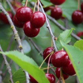 Prunus cerasus 'Pándy' - Meggy