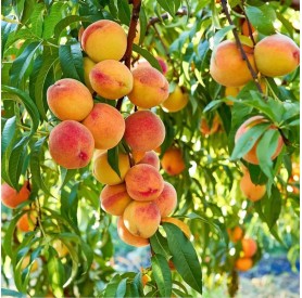 Prunus persica 'Babygold 6' - Őszibarack