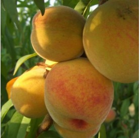 Prunus persica 'Babygold 7' - Őszibarack