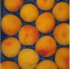 Prunus persica 'Babygold 9' - Őszibarack