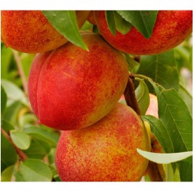 Prunus persica 'Caldesi 2000' - Őszibarack