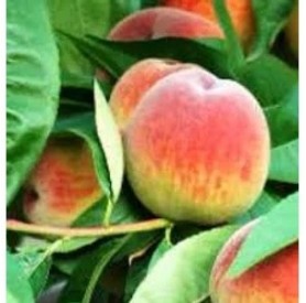 Prunus persica ‘Mariska’ - Őszibarack