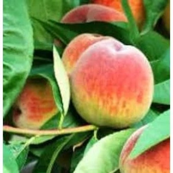 Prunus persica ‘Mariska’ - Őszibarack