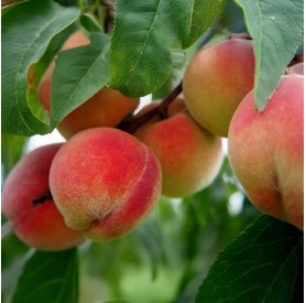 Prunus persica 'Szegedi arany' - Őszibarack