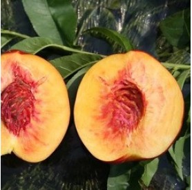 Prunus persica 'Vérbarack' - Őszibarack