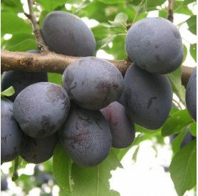 Prunus domestica 'Jojo' - Szilva