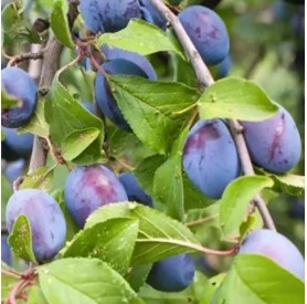 Prunus domestica 'Katinka' - Szilva