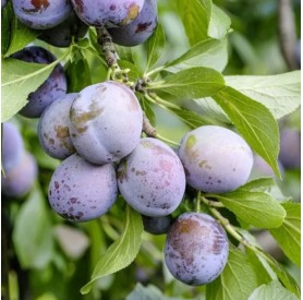 Prunus domestica 'Opál oszlopos' - Szilva