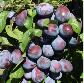 Prunus domestica 'Presenta' - Szilva