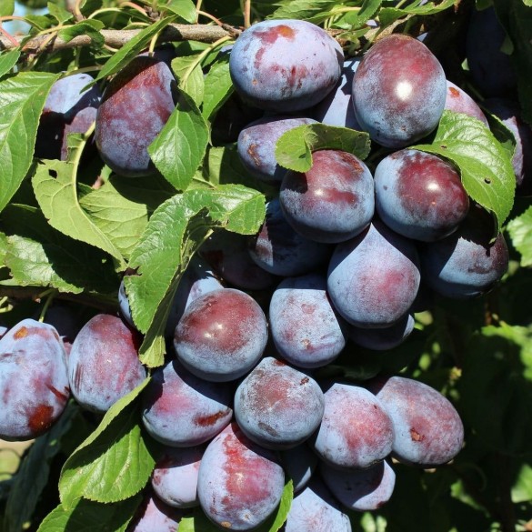 Prunus domestica 'Presenta' - Szilva