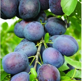 Prunus domestica 'Topking' - Szilva